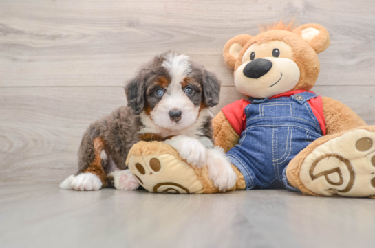 DENALI, a Mini Bernedoodle littermate