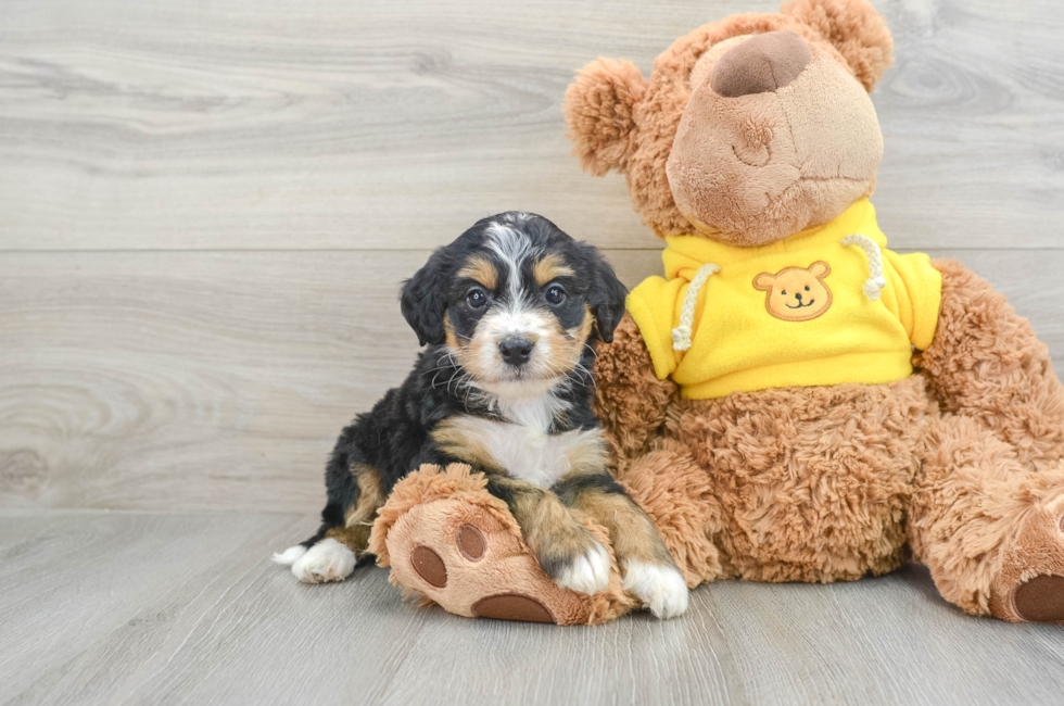 7 week old Mini Bernedoodle Puppy For Sale - Pilesgrove Pups