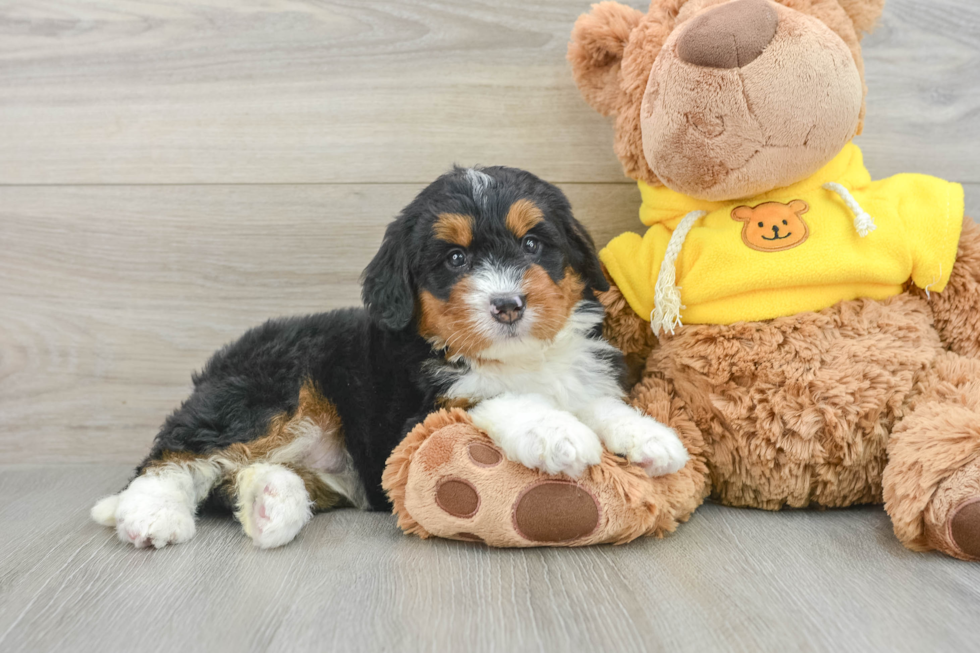 Mini Bernedoodle Pup Being Cute