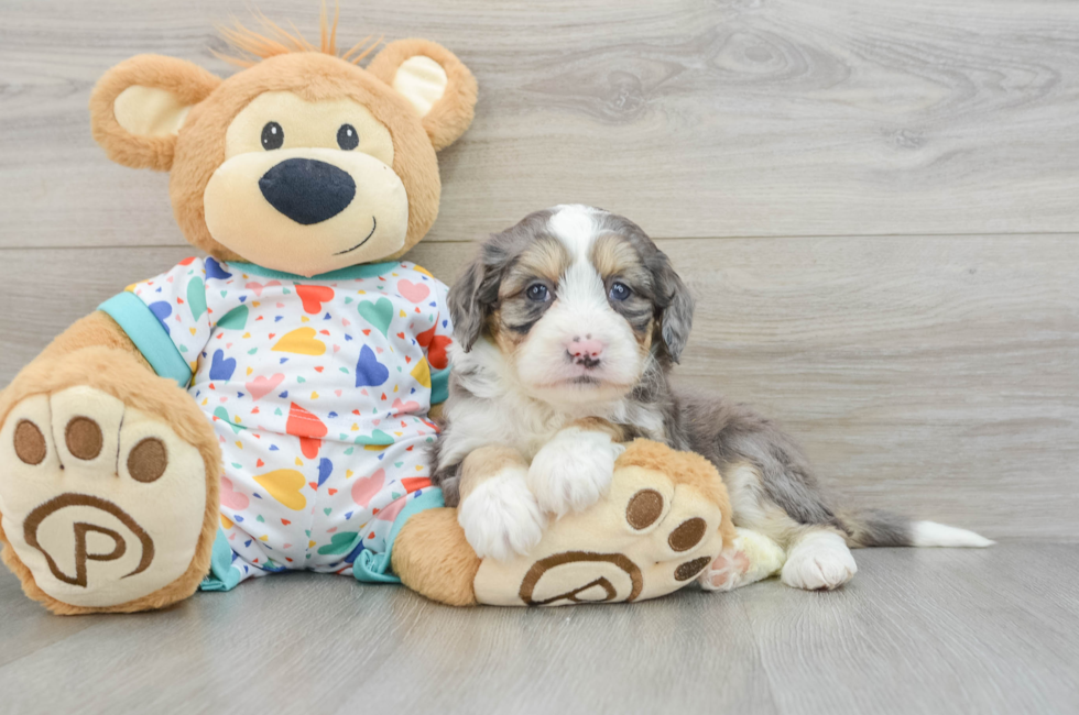 6 week old Mini Bernedoodle Puppy For Sale - Pilesgrove Pups