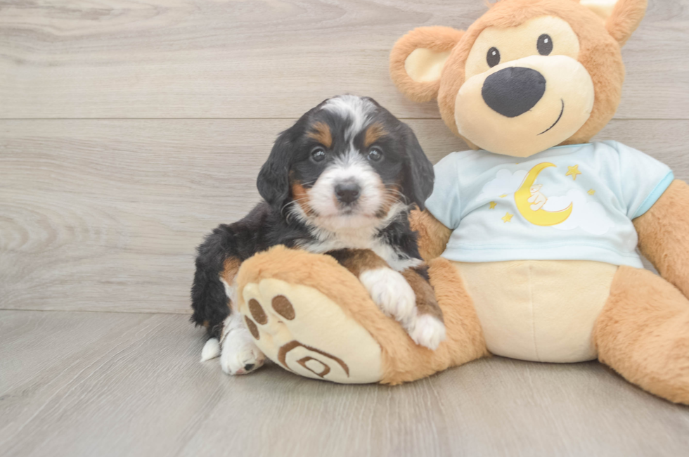 5 week old Mini Bernedoodle Puppy For Sale - Pilesgrove Pups