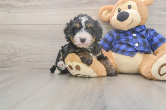 6 week old Mini Bernedoodle Puppy For Sale - Pilesgrove Pups Little Mini Bernadoodle Poodle Mix Puppy