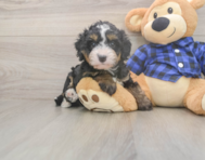 6 week old Mini Bernedoodle Puppy For Sale - Pilesgrove Pups 6 week old Mini Bernedoodle Puppy For Sale - Pilesgrove Pups