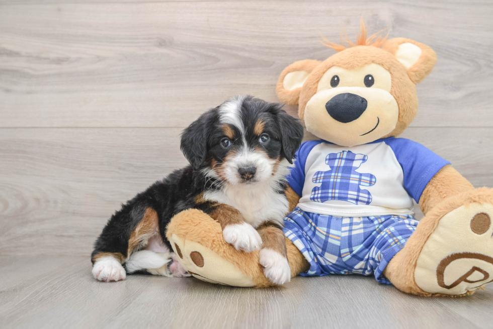 Little Mini Bernesedoodle Poodle Mix Puppy