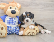 6 week old Mini Bernedoodle Puppy For Sale - Pilesgrove Pups