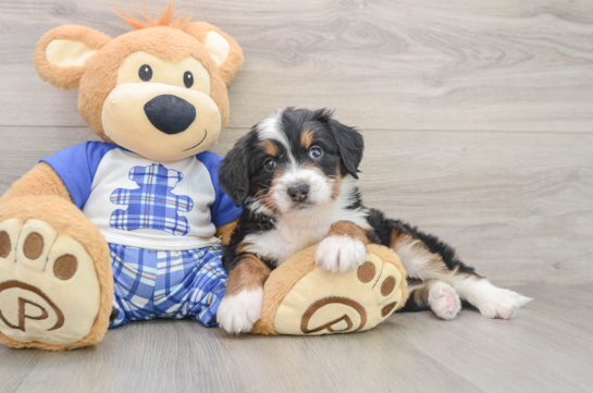 Playful Bernadoodle Poodle Mix Puppy