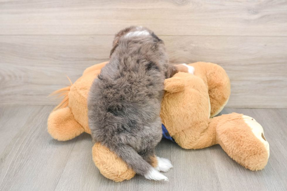 Mini Bernedoodle Pup Being Cute