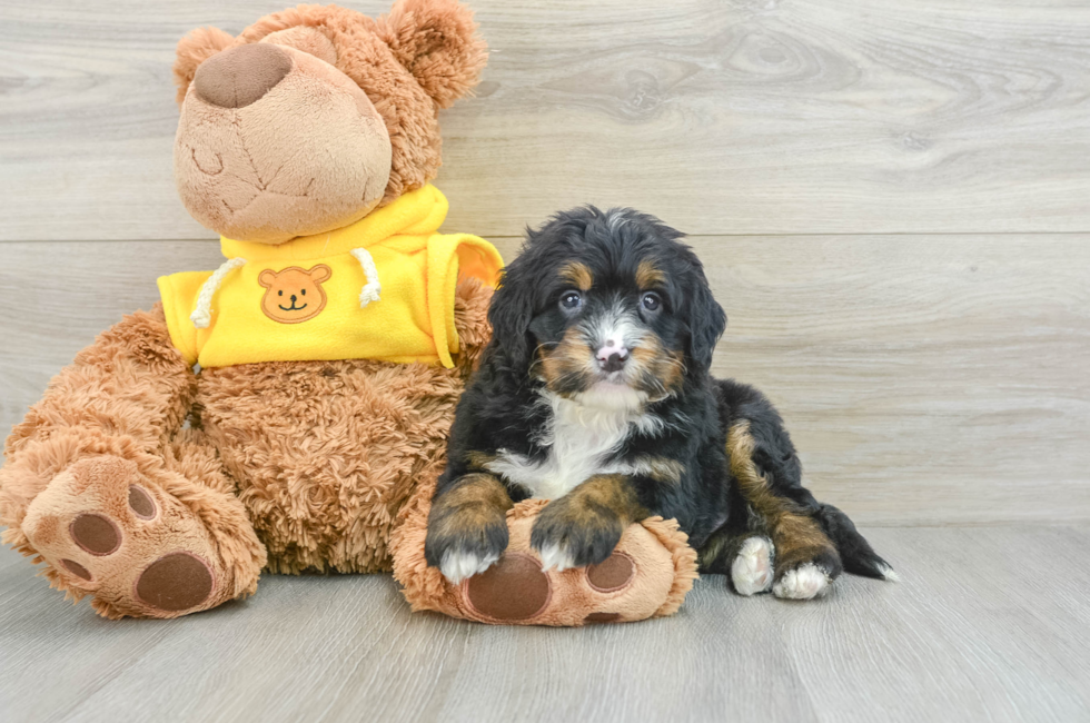 6 week old Mini Bernedoodle Puppy For Sale - Pilesgrove Pups