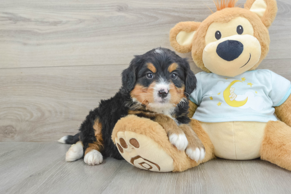 Hypoallergenic Mini Bernesedoodle Poodle Mix Puppy