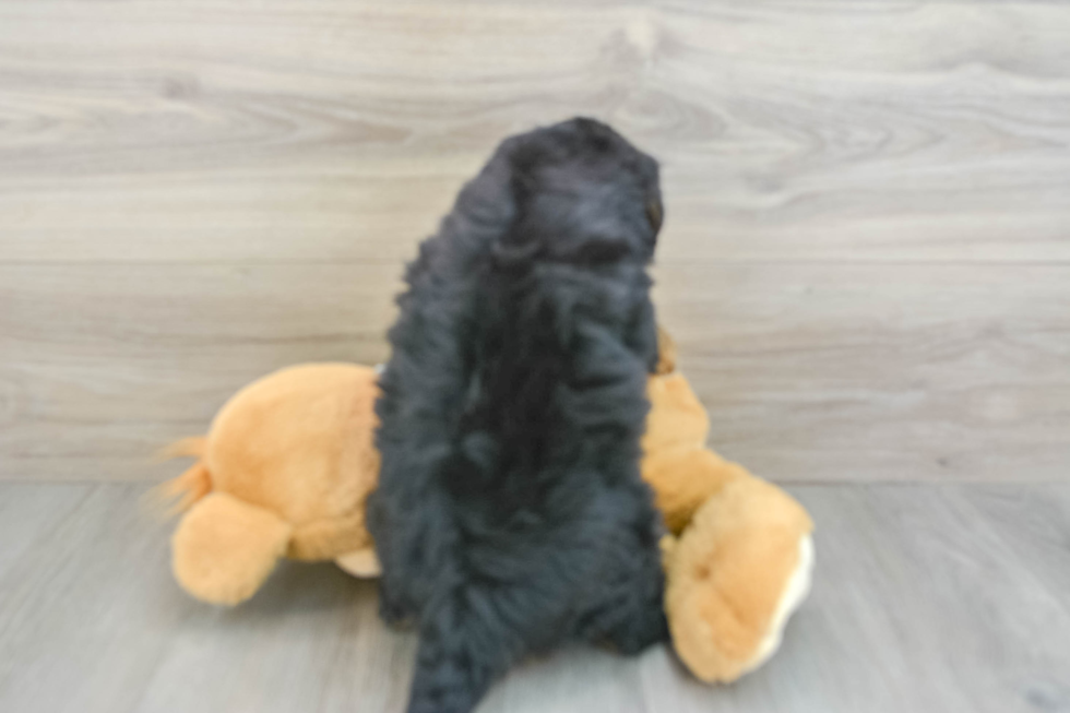 Mini Bernedoodle Pup Being Cute