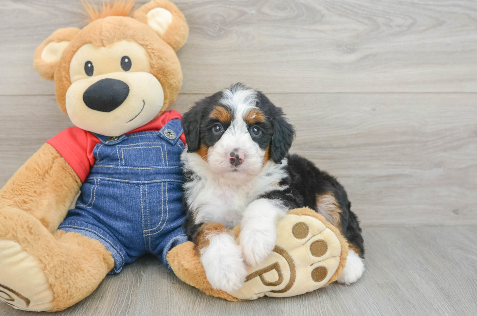 5 week old Mini Bernedoodle Puppy For Sale - Pilesgrove Pups