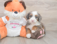 7 week old Mini Bernedoodle Puppy For Sale - Pilesgrove Pups