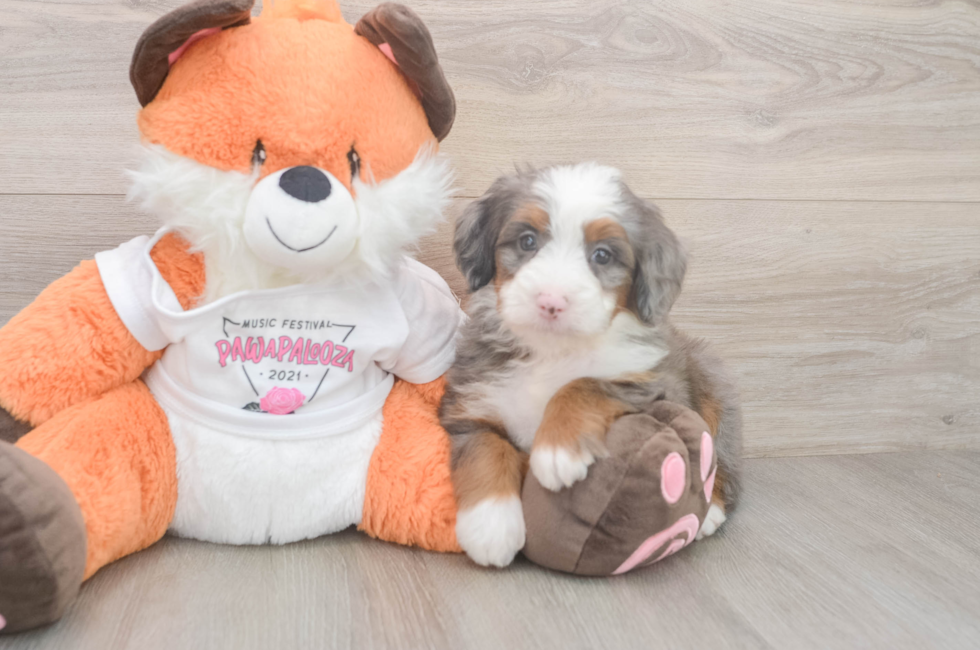 5 week old Mini Bernedoodle Puppy For Sale - Pilesgrove Pups