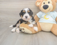 6 week old Mini Bernedoodle Puppy For Sale - Pilesgrove Pups