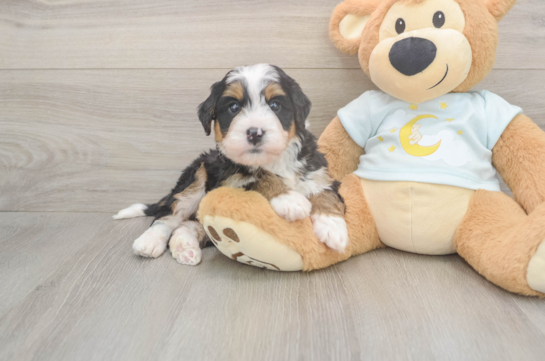 Mini Bernedoodle Puppy for Adoption