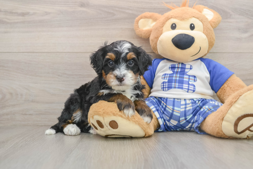 Mini Bernedoodle Puppy for Adoption