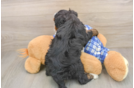 Small Mini Bernedoodle Baby