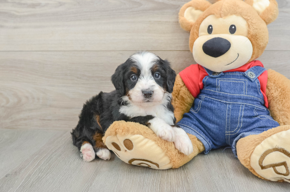 5 week old Mini Bernedoodle Puppy For Sale - Pilesgrove Pups