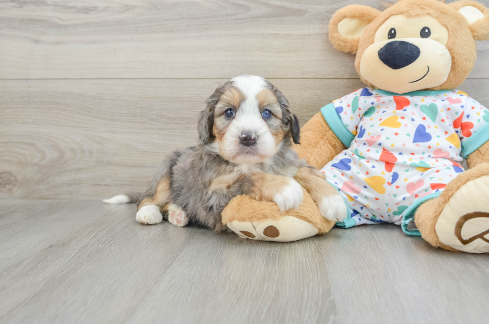 6 week old Mini Bernedoodle Puppy For Sale - Pilesgrove Pups