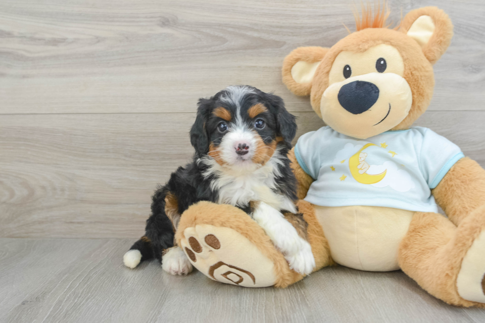 Mini Bernedoodle Puppy for Adoption