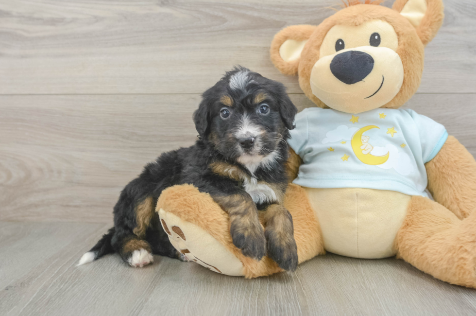 6 week old Mini Bernedoodle Puppy For Sale - Pilesgrove Pups
