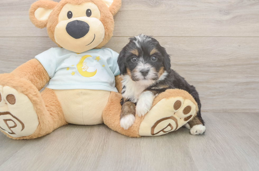 5 week old Mini Bernedoodle Puppy For Sale - Pilesgrove Pups
