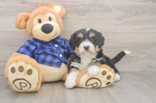 6 week old Mini Bernedoodle Puppy For Sale - Pilesgrove Pups Small Mini Bernedoodle Baby