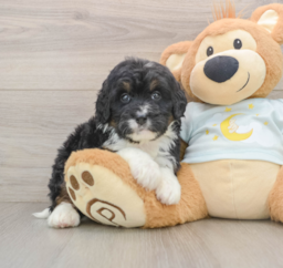 8 week old Mini Bernedoodle Puppy For Sale - Pilesgrove Pups