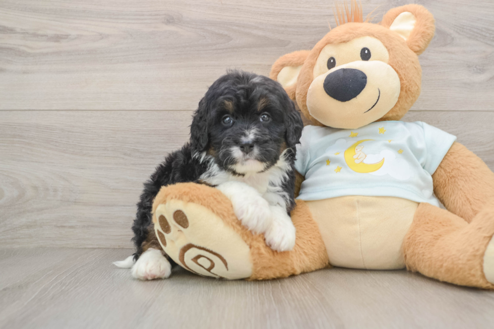 Friendly Mini Bernedoodle Baby