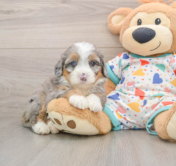 6 week old Mini Bernedoodle Puppy For Sale - Pilesgrove Pups