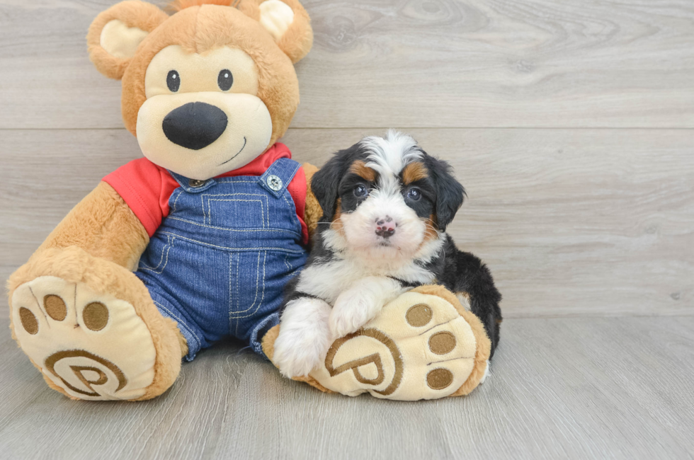 5 week old Mini Bernedoodle Puppy For Sale - Pilesgrove Pups