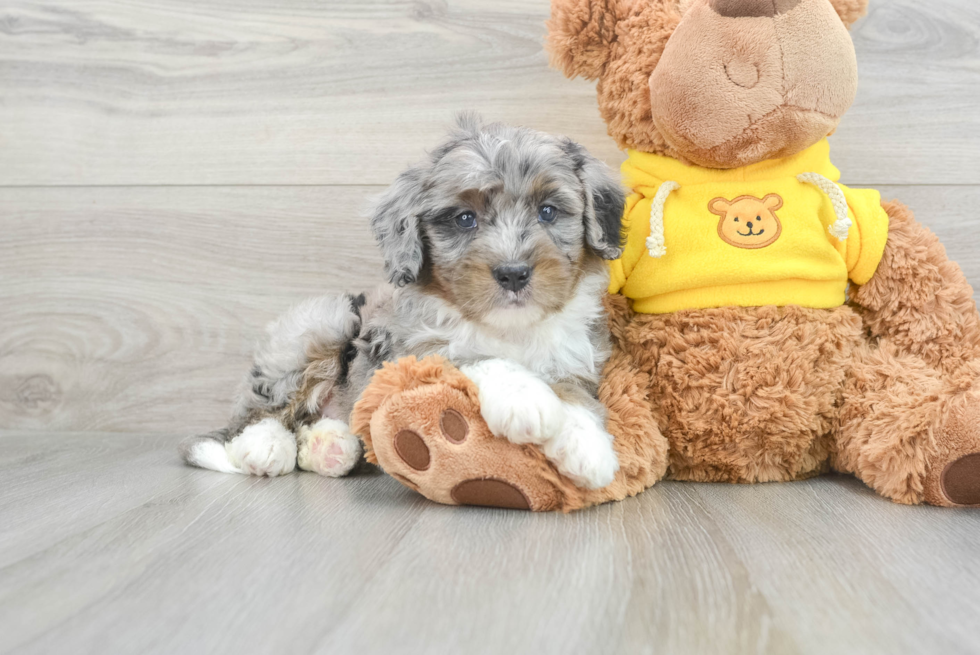 Best Mini Bernedoodle Baby