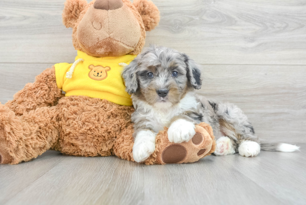 Mini Bernedoodle Puppy for Adoption