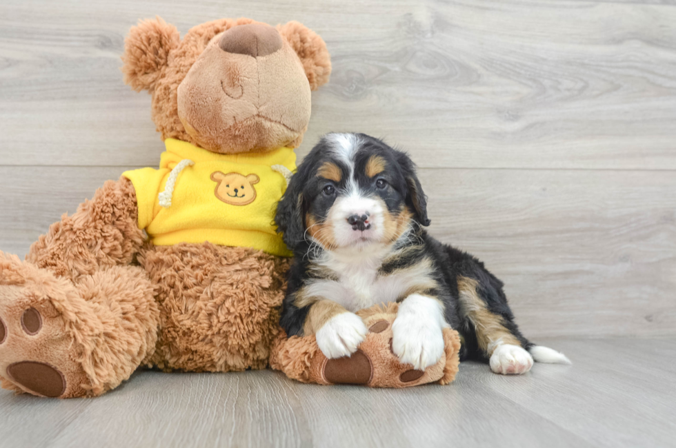 7 week old Mini Bernedoodle Puppy For Sale - Pilesgrove Pups