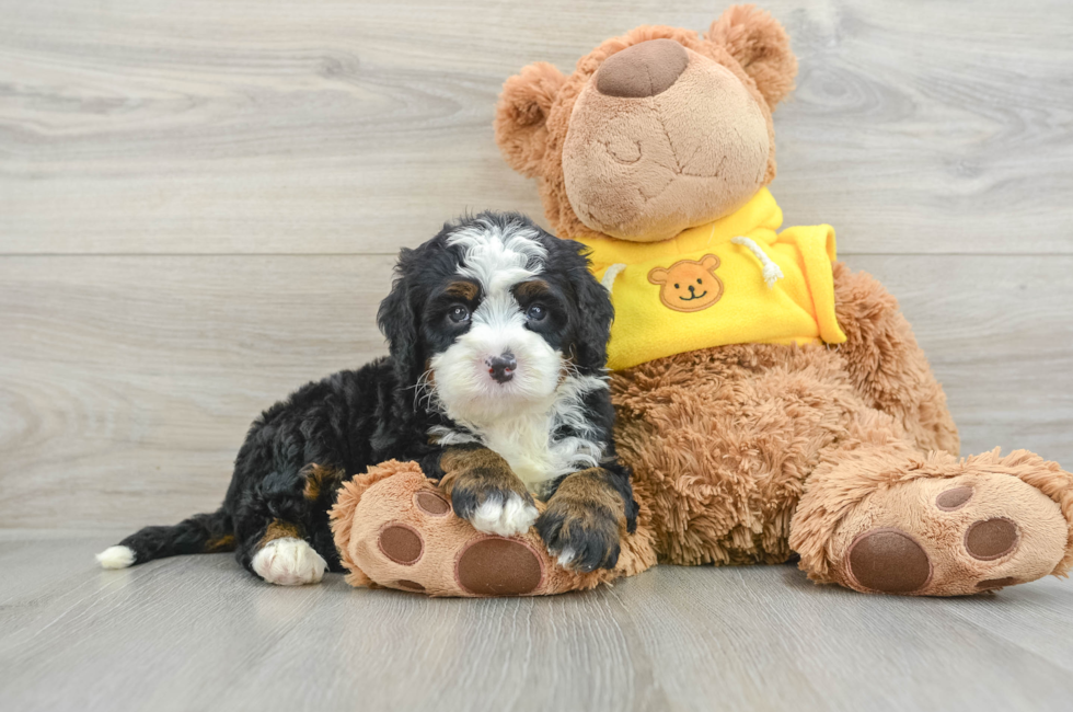 6 week old Mini Bernedoodle Puppy For Sale - Pilesgrove Pups