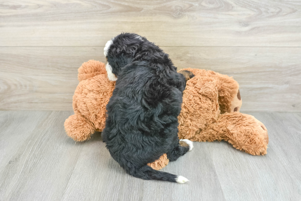 Mini Bernedoodle Puppy for Adoption