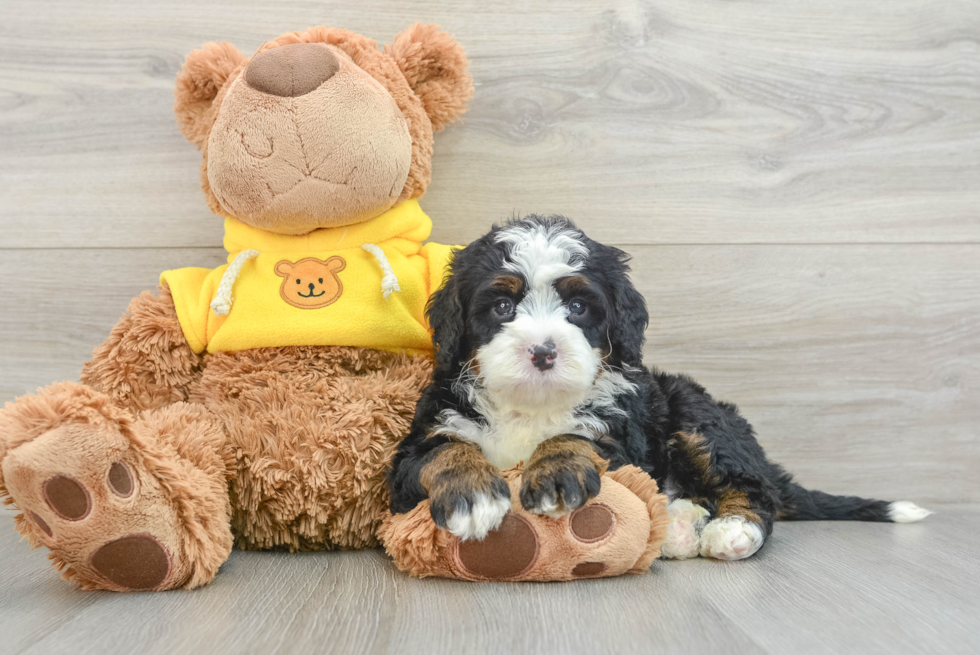 Playful Mini Berniedoodle Poodle Mix Puppy