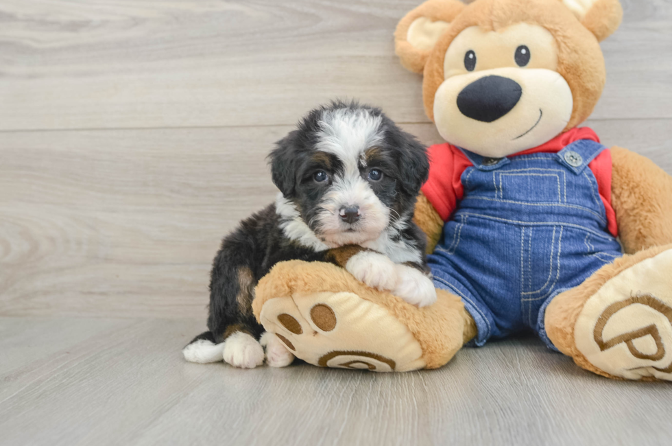 5 week old Mini Bernedoodle Puppy For Sale - Pilesgrove Pups
