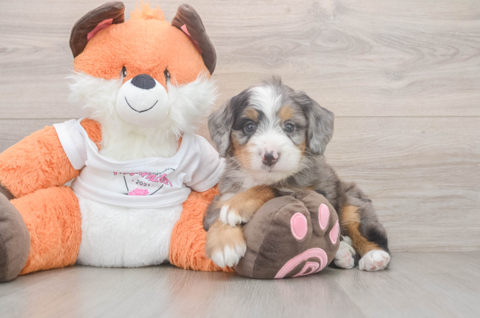 5 week old Mini Bernedoodle Puppy For Sale - Pilesgrove Pups