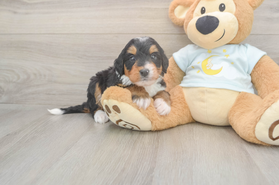 5 week old Mini Bernedoodle Puppy For Sale - Pilesgrove Pups