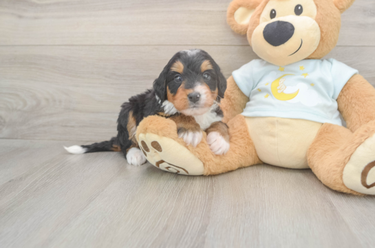 Mini Bernedoodle Pup Being Cute