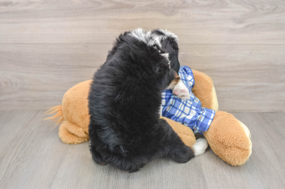Mini Bernedoodle Puppy for Adoption