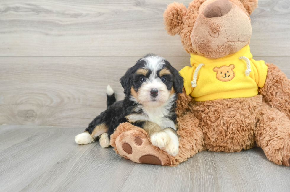 7 week old Mini Bernedoodle Puppy For Sale - Pilesgrove Pups