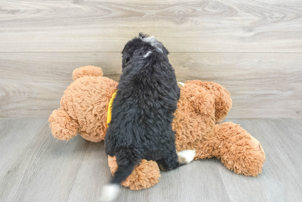 Funny Mini Bernedoodle Poodle Mix Pup