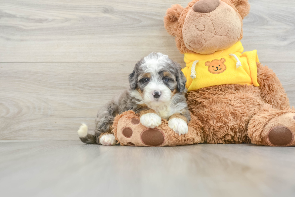 Mini Bernedoodle Puppy for Adoption