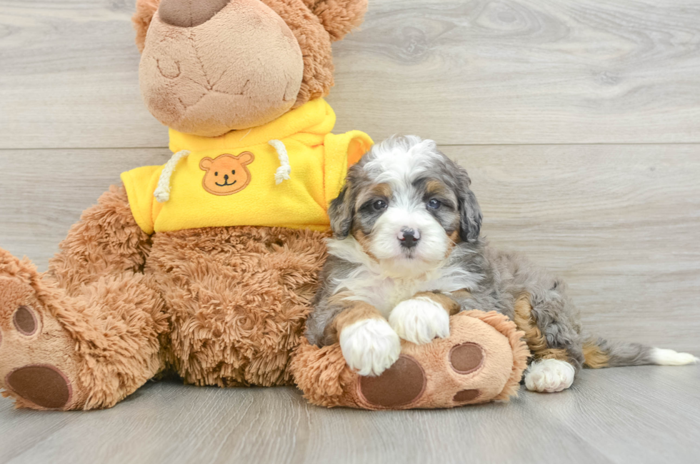 6 week old Mini Bernedoodle Puppy For Sale - Pilesgrove Pups