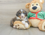 5 week old Mini Bernedoodle Puppy For Sale - Pilesgrove Pups