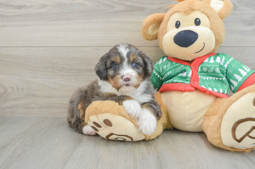 5 week old Mini Bernedoodle Puppy For Sale - Pilesgrove Pups