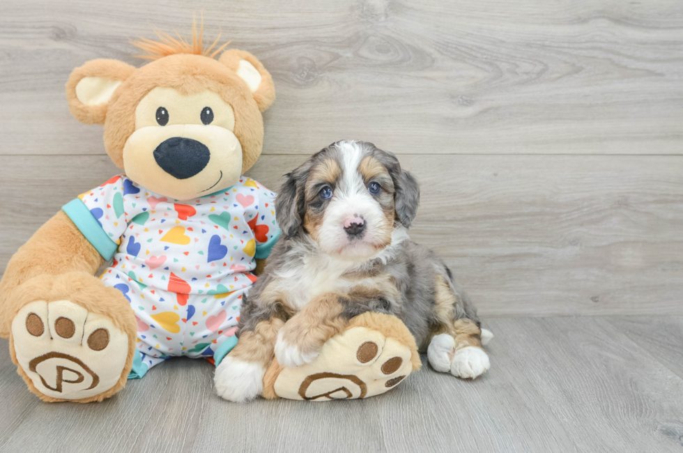 6 week old Mini Bernedoodle Puppy For Sale - Pilesgrove Pups