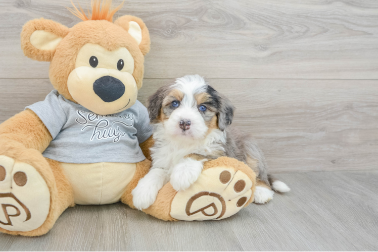 Happy Mini Bernedoodle Baby